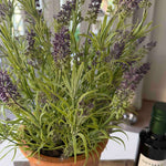 Lavender in a Terracotta Pot RTfact Flowers 