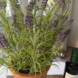 Lavender in a Terracotta Pot RTfact Flowers 