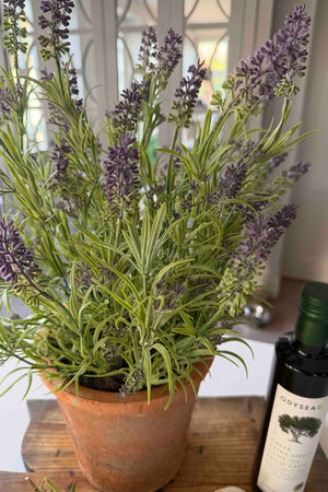 Lavender in a Terracotta Pot RTfact Flowers 