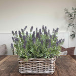 Lavender in a Square Basket RTfact Flowers 