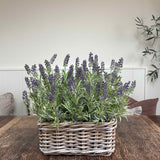 Lavender in a Square Basket RTfact Flowers 