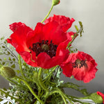 Poppies in a Rustic Stone Pot RTfact Flowers 