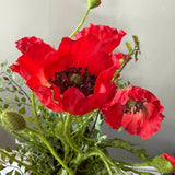 Poppies in a Rustic Stone Pot RTfact Flowers 
