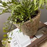 Daisies in a Rustic Stone Pot RTfact Flowers 