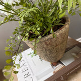 Daisies in a Rustic Stone Pot RTfact Flowers 