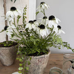 Daisies in a Rustic Stone Pot RTfact Flowers 