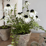 Daisies in a Rustic Stone Pot RTfact Flowers 