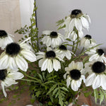 Daisies in a Rustic Stone Pot RTfact Flowers 