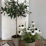 Daisies in a Rustic Stone Pot RTfact Flowers 