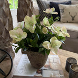 Hellebores in a Rustic Stone Pot