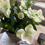 Hellebores in a Rustic Stone Pot