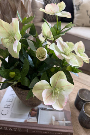 Hellebores in a Rustic Stone Pot