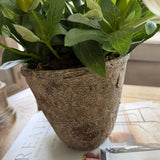 Hellebores in a Rustic Stone Pot