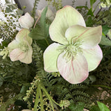 Hellebores and Fern in a Terracotta Bowl