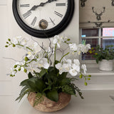 Orchids with Fern in a Terracotta Bowl