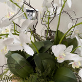 Orchids with Fern in a Terracotta Bowl