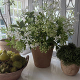 Bucida Flower and Zephranthes in a Terracotta Pot
