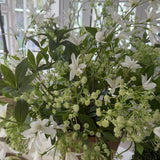 Bucida Flower and Zephranthes in a Terracotta Pot