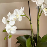 Orchids in a Black Glass Vase
