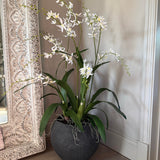 Orchids in a Black Planter