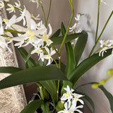 Orchids in a Black Planter