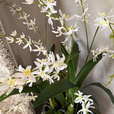 Orchids in a Black Planter