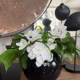 Vanda Orchid and Ivy in a Black Glass Bowl