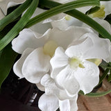 Vanda Orchid and Ivy in a Black Glass Bowl