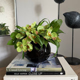 Vanda Orchid and Laurel in a Black Glass Bowl  ( Green)