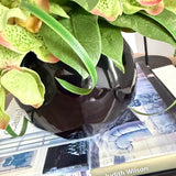 Vanda Orchid and Laurel in a Black Glass Bowl  ( Green)