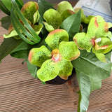 Vanda Orchid and Laurel in a Black Glass Bowl  ( Green)