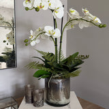 Orchids with Fern in a Silver/Pewter Glass Vase
