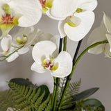 Orchids with Fern in a Silver/Pewter Glass Vase