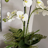 Orchids with Fern in a Silver/Pewter Glass Vase