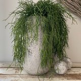 Air Grass in a Grey Stone Vase RTfact Flowers