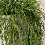Air Grass in a Grey Stone Vase RTfact Flowers