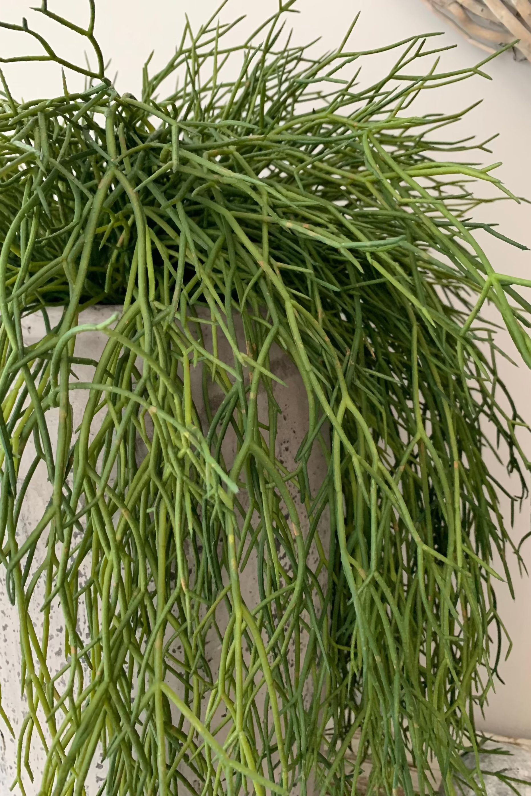 Air Grass in a Grey Stone Vase RTfact Flowers