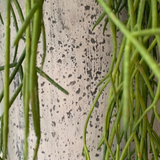Air Grass in a Grey Stone Vase RTfact Flowers