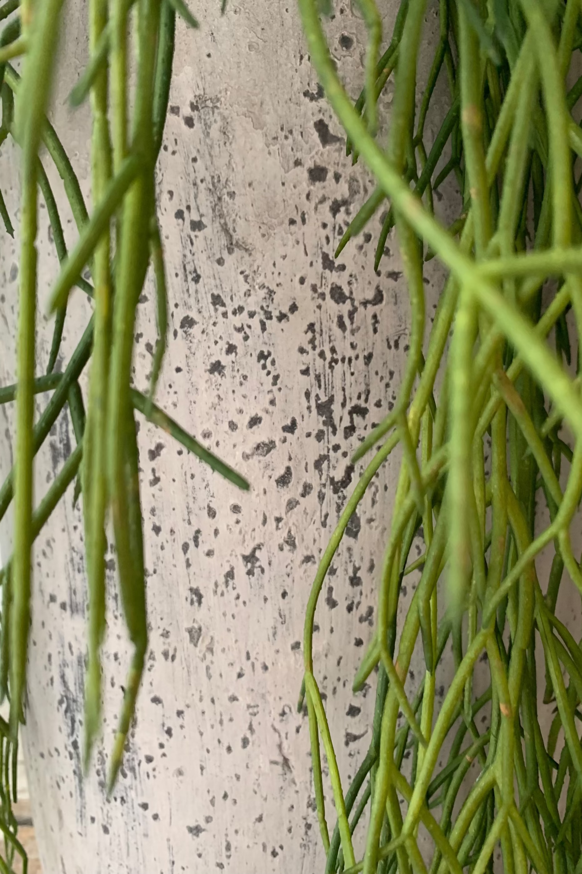 Air Grass in a Grey Stone Vase RTfact Flowers