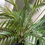 Areca Palm in a Black Wooden Pot RTfact Flowers 