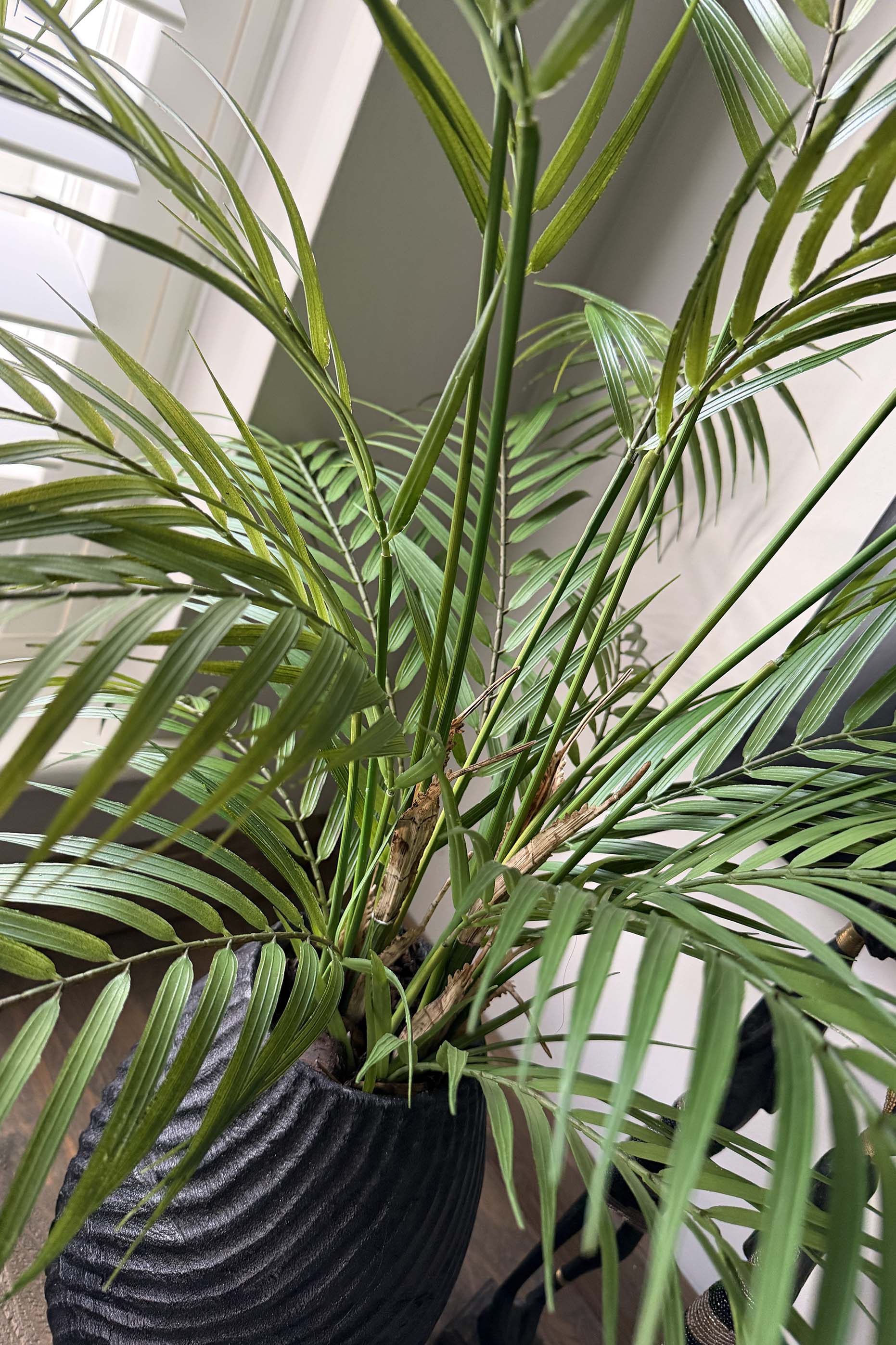 Areca Palm in a Black Wooden Pot RTfact Flowers 