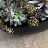 Succulents and Angelica in a Black Metal Bowl