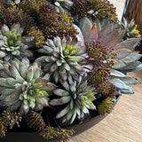 Succulents and Angelica in a Black Metal Bowl