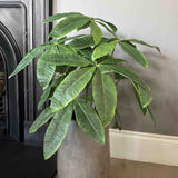 Dwarf Umbrella Plant in a Grey Pot