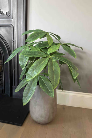 Dwarf Umbrella Plant in a Grey Pot