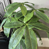 Dwarf Umbrella Plant in a Grey Pot