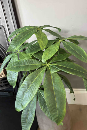 Dwarf Umbrella Plant in a Grey Pot