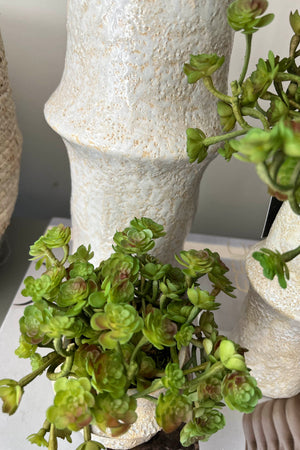 Baby Succulents in a Glazed Ceramic Vase