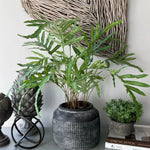 Phlebodium Fern in a Dotty Stone Pot RTfact Flowers 