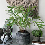Phlebodium Fern in a Dotty Stone Pot RTfact Flowers 